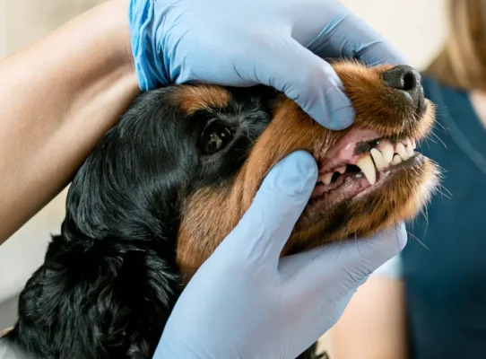 pies podczas badania zębów