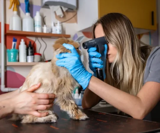 lekarz podczas wizyty okulistycznej