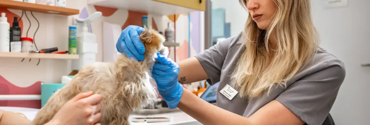 Mrużą oczy? Choroby i problemy ze wzrokiem u psów i kotów