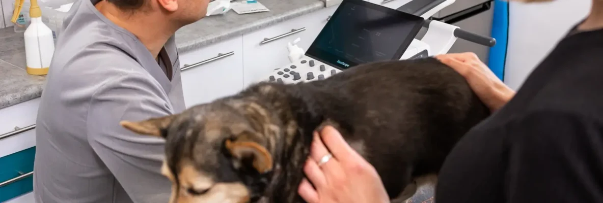 Kaszel u psa – czy to powód do niepokoju?