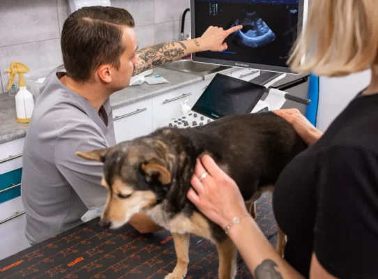 lekarz z psem i właścicielem podczas wizyty