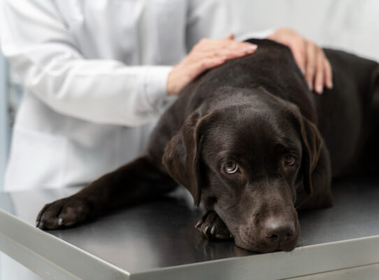 choroby nowotworowe u psów