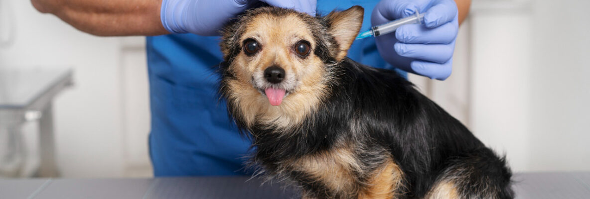 Zastrzyk zdrowia – jak szczepienia chronią Twojego psa i kota przed chorobami