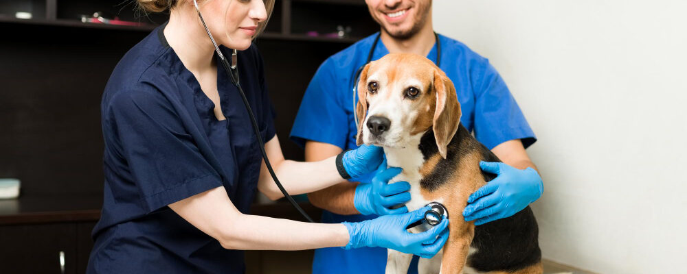 Internista weterynaryjny – kto to jest i kiedy warto skorzystać z jego pomocy?