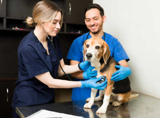 internista weterynaryjny