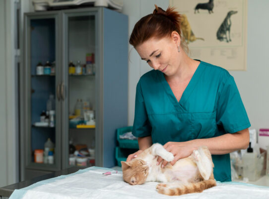 onkologia weterynaryjna