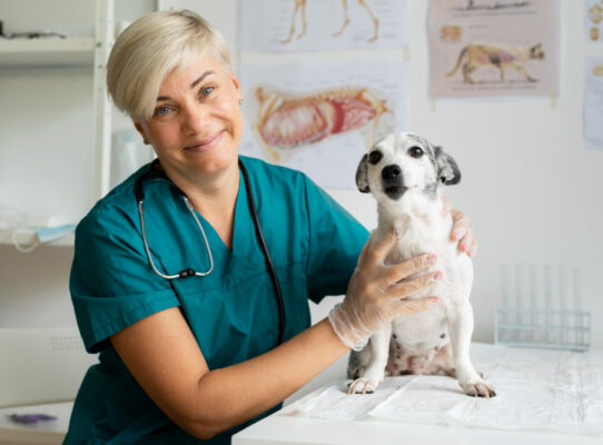 leczenie chorób oczu u psa