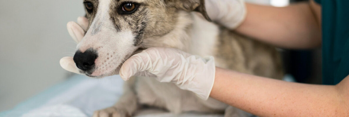 Gdy Twój pies kaszle – infekcja czy problem z sercem?