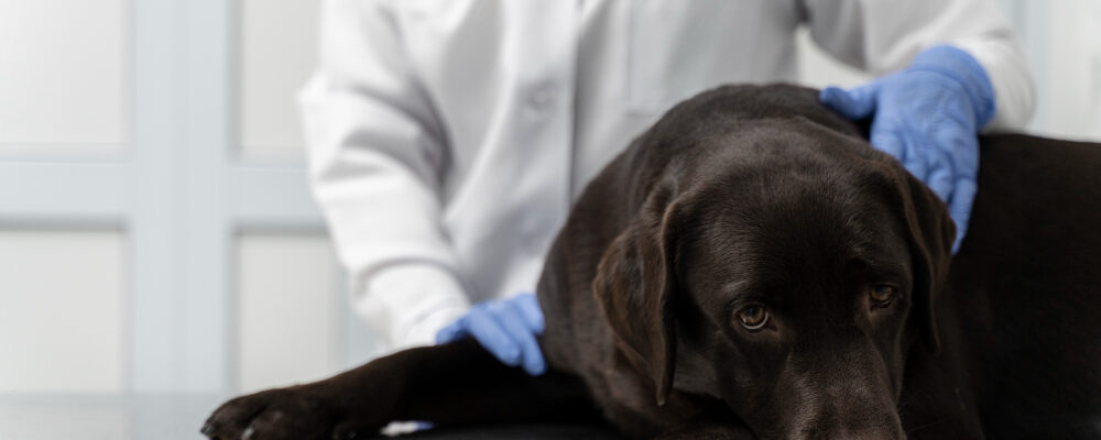 Jak przygotować psa lub kota do operacji bez stresu? Poradnik krok po kroku