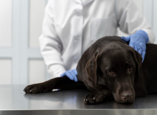 Przygotowanie psa do zabiegu