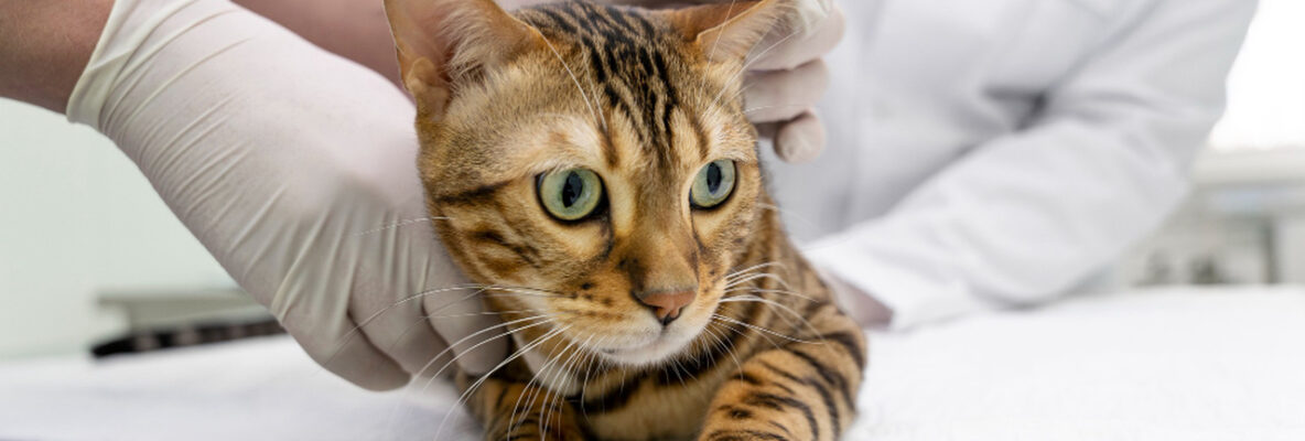 Biegunka u kota to nie tylko „gorszy dzień”. Kiedy nie czekać i zgłosić się do weterynarza?