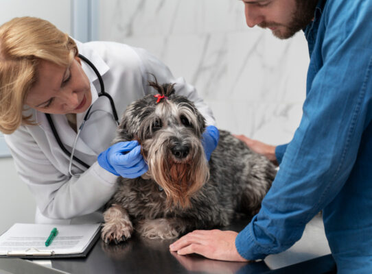 Leczenie starych psów