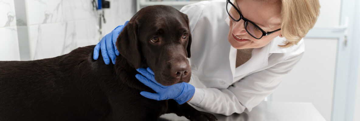 Psie oczy pod lupą – najczęstsze choroby oczu u psów i objawy, których nie wolno ignorować