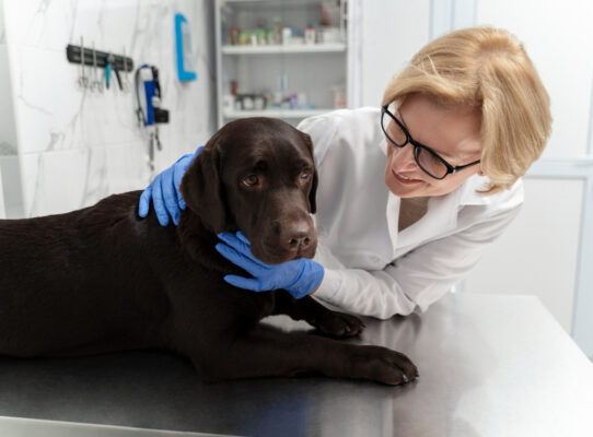 okulistyka weterynaryjna