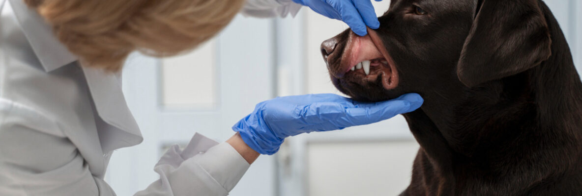 Kamień nazębny u psa to nie tylko osad. Jak choroby zębów odbierają pupilowi zdrowie i komfort?