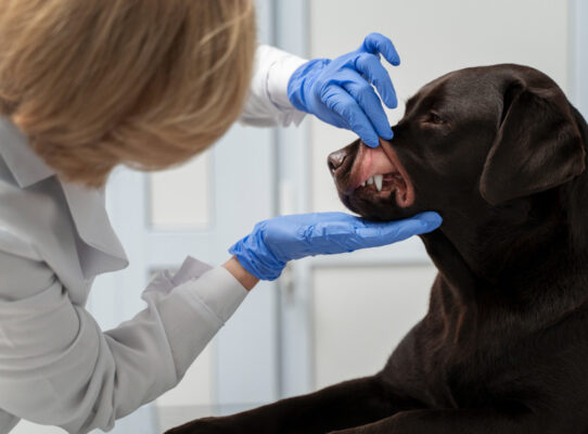 zdejmowanie kamienia